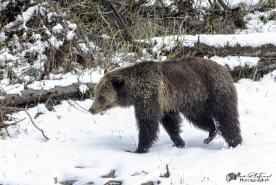 Grizzly Jam in Pelican Valley YNP 2025